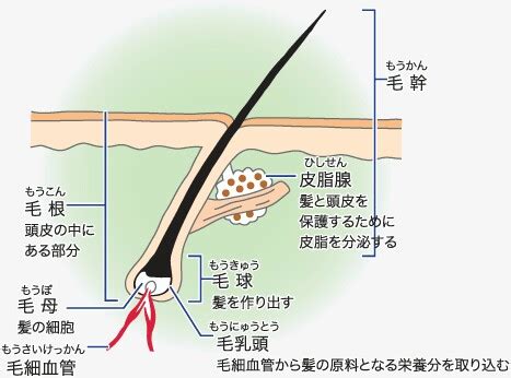 乳頭生毛